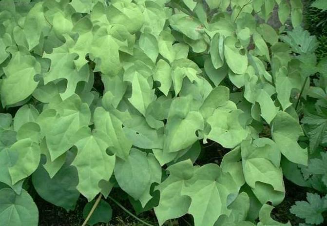 Foto: Tolmiea