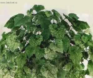 Foto: Tolmiea