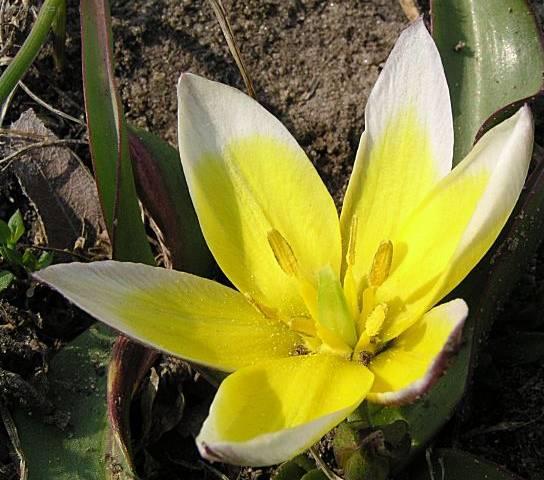 Foto: Tulip�n