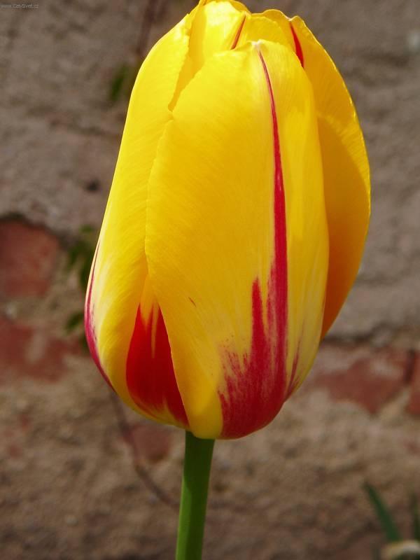 Fotky: Tulip�n (foto, obrazky)