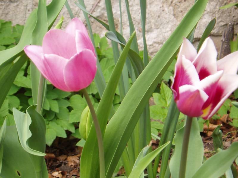 Fotky: Tulip�n (foto, obrazky)