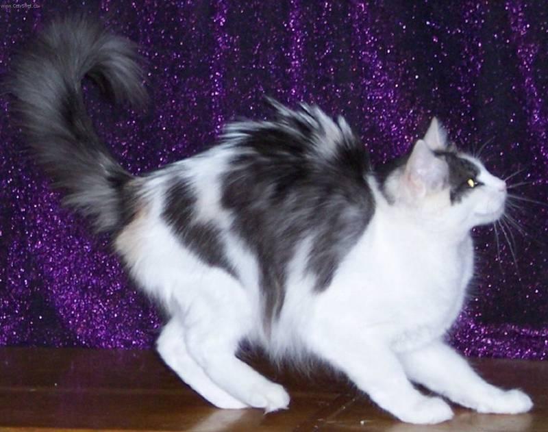 Foto: Tureck� Angora-Chovatelka: M.Ju�icov� Chovn� stanice: Han��ek