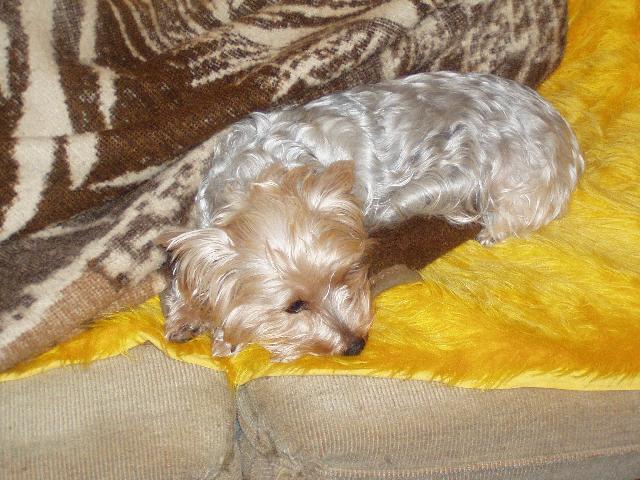 Fotky: York��rsk� terier (foto, obrazky)