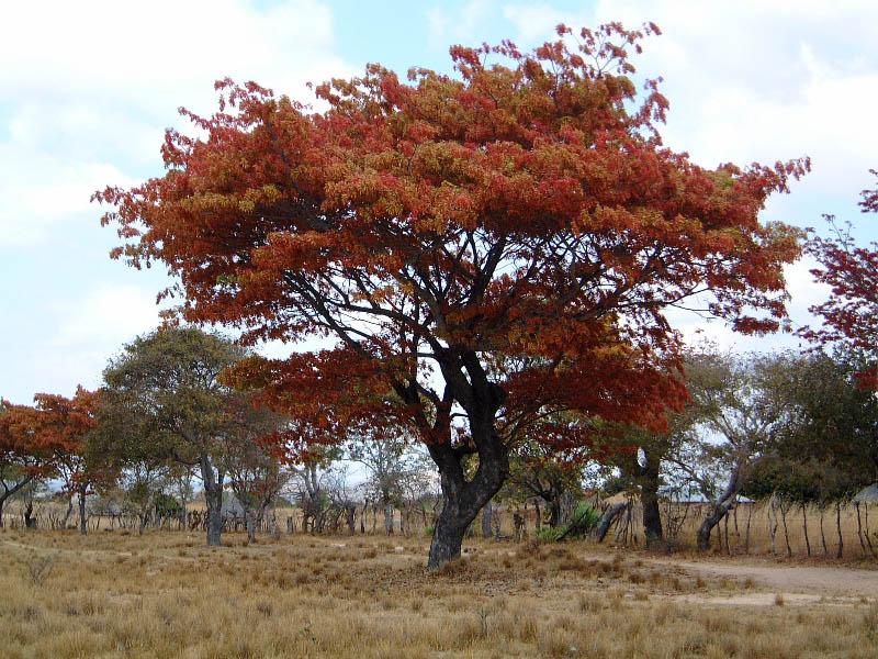 Foto: Zimbabwe-Manicaland