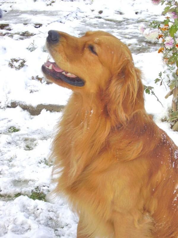 Foto: Zlat� retr�vr-Charlie. Majitelka: Rozsypalov�