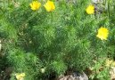 Adonis jarn�, hlav��ek jarn�
