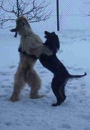:  > Afg�nsk� chrt (Afghan Hound)