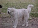 :  > Akba� (Akbash Dog)