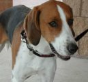 Americk� foxhound