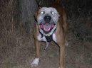 Fotky: Americk� pitbull teri�r (foto, obrazky)