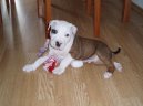 Americk� pitbull teri�r
