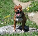 :  > Americk� staford��rsk� teri�r (American Staffordshire Terrier Blue Lacy)