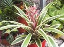 :  > Ananasovn�k (Ananas comosus variegatus)