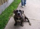 :  > Anglick� buldok star�ho typu (Olde English Bulldogge)
