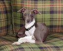 :  > Anglick� chrt (Greyhound)