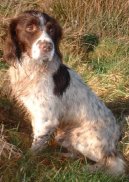 Fotky: Anglick� kokr�pan�l (foto, obrazky)