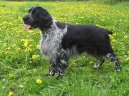 Anglick� �pringr�pan�l