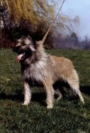 Ardensk� bouvier
