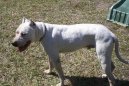 Argentinsk� doga