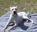Argentinsk� doga