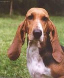 Art�sko-normandsk� basset