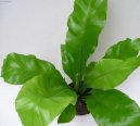 Asplenium vlasov�