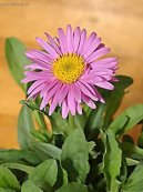 :  > Astra alp�nsk�, hv�zdice alpsk� (Aster alpinus)