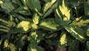 :  > Aukuba japonsk� (Aucuba japonica)