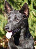 :  > Australsk� kelpie (Australian Kelpie)