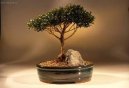 :  > Australsk� t�e�e� (Eugenia Myriophylla)