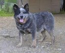 :  > Australsk� hon�ck� pes (Australian Cattledog)