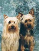 Australsk� silky teri�r