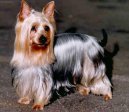 Australsk� silky teri�r