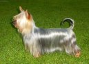 Australsk� silky teri�r