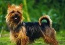 Australsk� teri�r