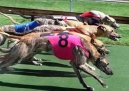 :  > Banjarsk� chrt, Band�arsk� chrt (Banjara Greyhound)