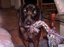 :  > Bavorsk� barv�� (Bayriswcher Gebirgsschweisshund, Bavarian Mountain Scenthound)