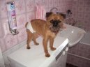 Belgick� grifonek
