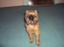Belgick� grifonek