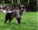 :  > Pyrenejsk� ov��k s kratkou srst� (Pyrenean Sheepdog)