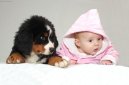 :  > Bernsk� sala�nick� pes (Berner Sennenhund)