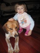:  > B�gl-Harier (Beagle Harrier)