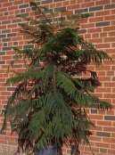 :  > Blaho�et ztepil�, Arauk�rie (Araucaria)