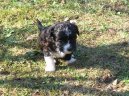 Fotky: Bolo�sk� ps�k (foto, obrazky)