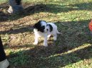 Fotky: Bolo�sk� ps�k (foto, obrazky)