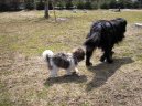 Fotky: Bolo�sk� ps�k (foto, obrazky)
