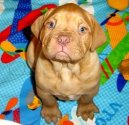 :  > Bordeauxsk� doga (Dogue de Bordeaux)