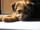 :  > Border teri�r (Border Terrier)