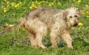 :  > Bosensk� hrubosrst� honi� (Bosanski Ostrodladki Gonic)