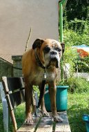 N�meck� boxer